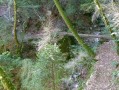 Le Pont des Dames Le Pont des Dames