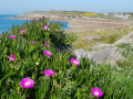 Le port de Fermanville