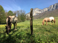 Le pré sous la falaise