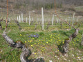 le printemps dans les vignes