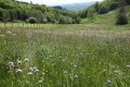 Le printemps est là ! Le printemps est là !