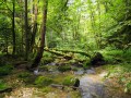 Le Ravin de Saules Le Ravin de Saules