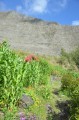 Le rempart du Maïdo