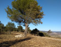 le rocher du pin