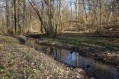 Le ruisseau aux Nivéoles