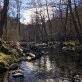 Le Sandron