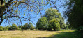 Le saule du Sentier des fiefs