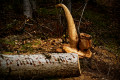 Le Saxophone Le Saxophone