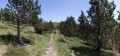 Le sentier au milieu d'un bosquet d'arbres Le sentier au milieu d'un bosquet d'arbres