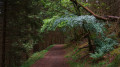 Le sentier dans la forêt Le sentier dans la forêt