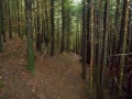 Le sentier de descente