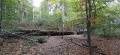 Le sentier des Palissades en forêt de Soignes