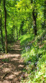le sentier en sous bois