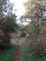 Le sentier longe la rive sauvage de la Loire
