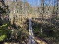 Le sentier sur caillebotis en for&ecirc;t de bouleaux