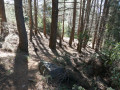 Le sentier traverse une zone de pinède