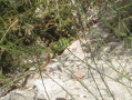 The chapel&rsquo;s sole inhabitant