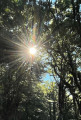Le soleil illumine la forêt Le soleil illumine la forêt