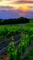 Le soleil se couche à Bellevigne et il fait soif!