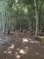Du Cratère au pied du Puy de Jume