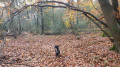 Wald von Tihange