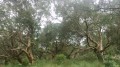 Le sentier pédestre de la Tamarinaie de la Ravine Blanche