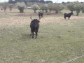 Le Taureau de Camargue Le Taureau de Camargue