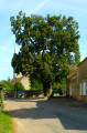 Le Tilleul
