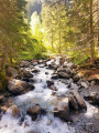 le torrent