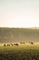 Le troupeau de Bisons
