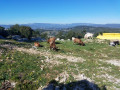 Troupeau de chèvres
