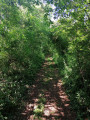 le tunnel de verdure