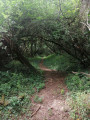 Boucle de Xocourt par son splendide tunnel de verdure