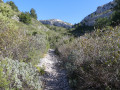 Le vallon des pignes