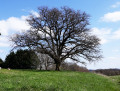 Le Sentier des Clouques à Saint-Martin