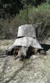 Le vieux chêne de Valbigonce.