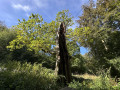 Le Vieux Ch&ecirc;ne