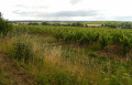 Le vignoble de Bellevigne-les-Châteaux