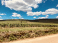 Le vignoble de la Côte de Beaune