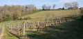 Le vignoble de St Mont
