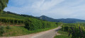 Le vignoble et les châteaux de Ribeauvillé