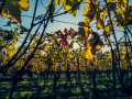 Le vignoble