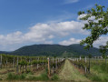 Le vignoble