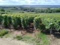 Le vignoble