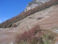 Le vignoble Le vignoble
