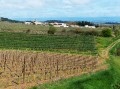 Le village de preixan derrière les vignes