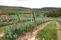 Le village de Westhalten depuis le vignoble