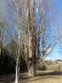 le Zelkova