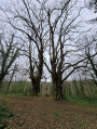 Les 2 beaux tilleuls entourant la potale Les 2 beaux tilleuls entourant la potale