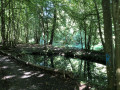 Spaziergang im Wald von Eschau - Weg 1